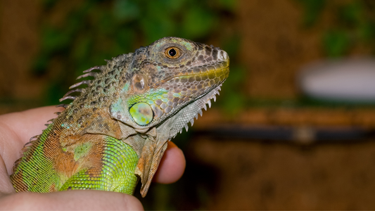 Exotic pet green iguana 