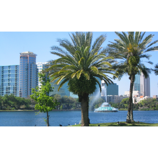 Palm trees in the beachside view in Orlando, Florida